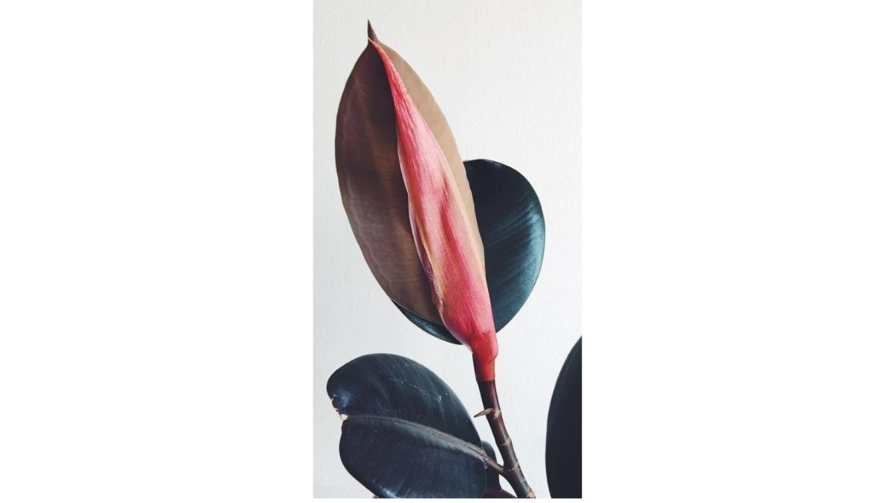 Photographie, Andrea BRAVO